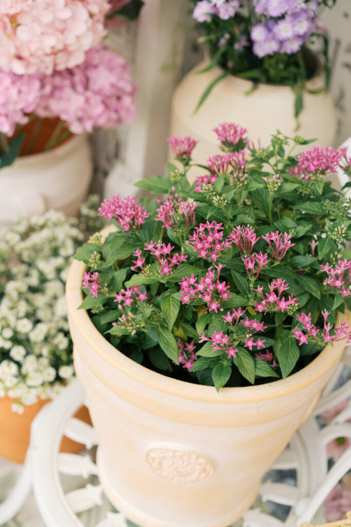 wedding venue, thai wedding venue, garden wedding, cottage garden, Chinese tea ceremony, maison de mamie wedding venue, เมซองเดอมามี, สถานที่จัดงานแต่งงาน, vintage and classic